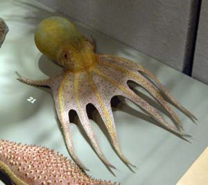 Blaschka Octopus